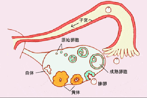 干细胞治卵巢早衰：静脉注射 VS 靶向注射，哪种方式更适合你？