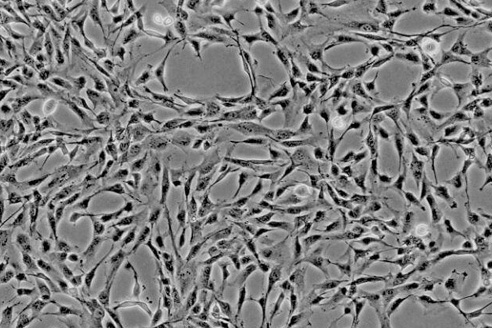 深圳鸿蒙生命：间充质干细胞是什么细胞