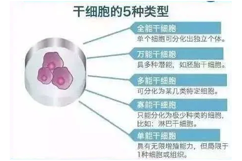 深圳鸿蒙生命：卵巢干细胞靶向移植的研究进展