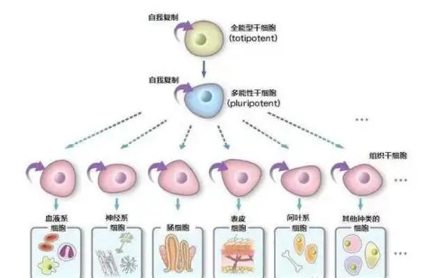 干细胞应用的发展史