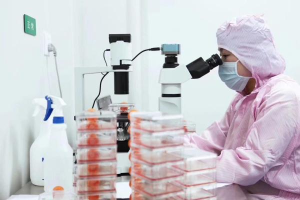 干细胞存储：为健康“备份”是否有必要？