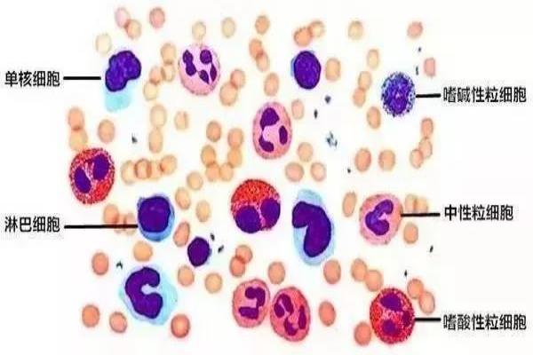 免疫细胞的寿命有多长