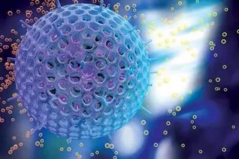 简单科普：卵巢专属干细胞的基本概念与研究意义