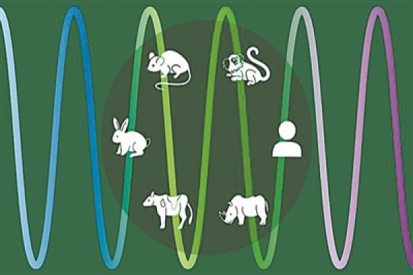 动物干细胞与人类干细胞的差异