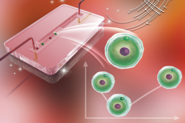一文读懂干细胞存储的基本流程