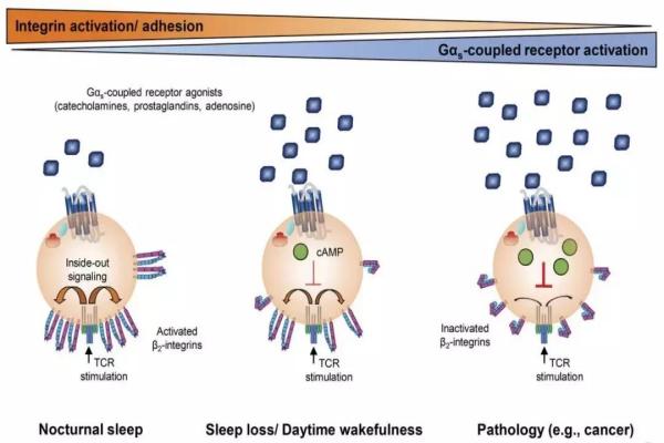 让细胞“冬眠”30年，解冻后还能活吗？
