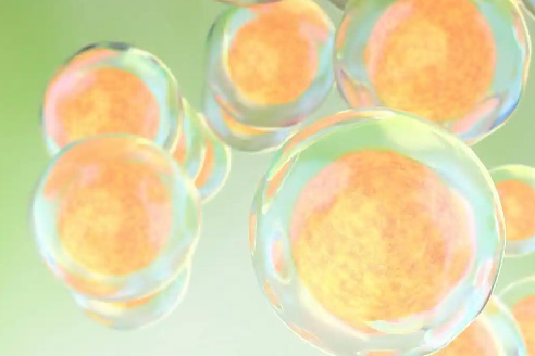 卵巢功能干细胞维护女性生殖系统作用